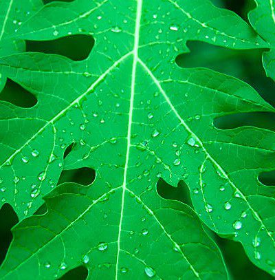 4 Ways to Cook Papaya Leaves To Make Them Tasty And Not Bitter